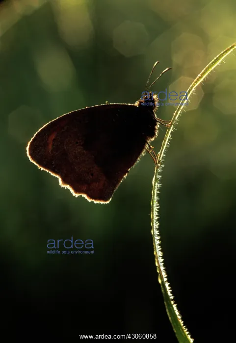 : Butterfly : Butterfly