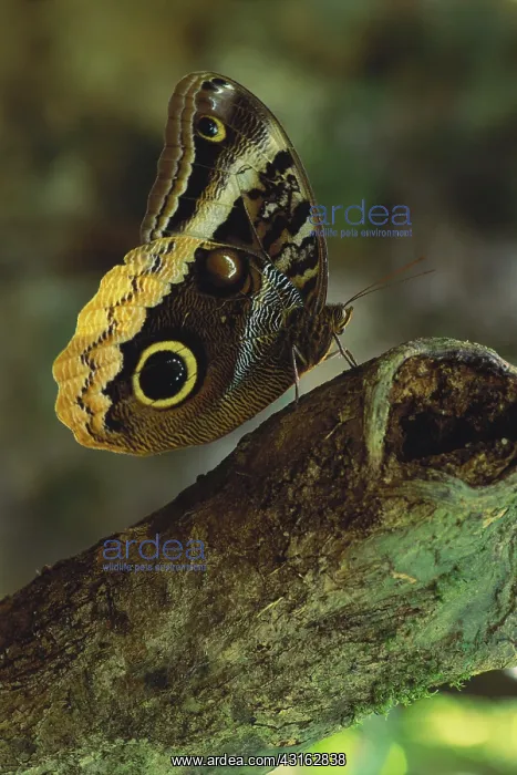 : Butterfly. Peru, Napo River, Close up of butterfly : Butterfly. Peru, Napo River, Close up of butterfly