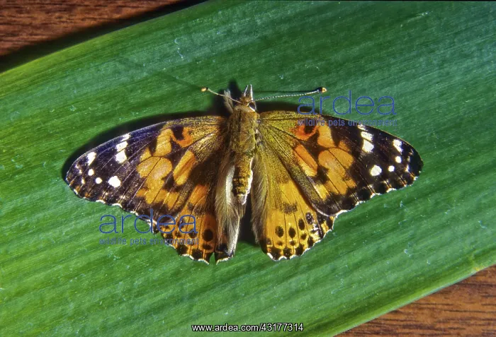 : Butterfly photographed with white light on green leaf : Butterfly photographed with white light on green leaf