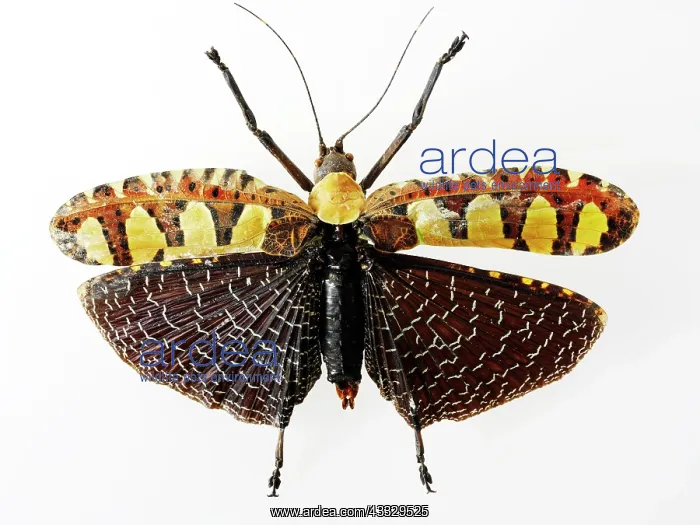 : Butterfly : Butterfly