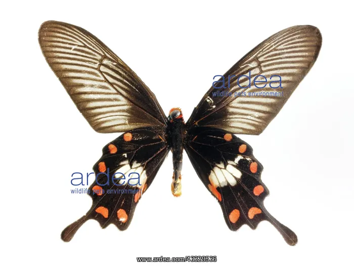 : Butterfly : Butterfly