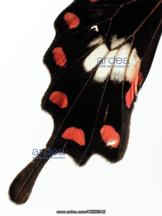 : Butterfly : Butterfly