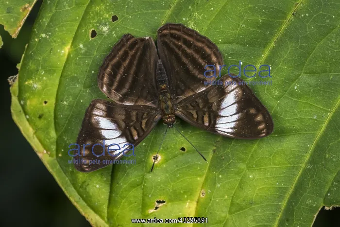: butterfly (Adelpha ethelda) Nymphalidae, Tatama : butterfly (Adelpha ethelda) Nymphalidae, Tatama