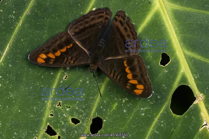 : butterfly (Adelpha levona) Nymphalidae, Tatama National : butterfly (Adelpha levona) Nymphalidae, Tatama National