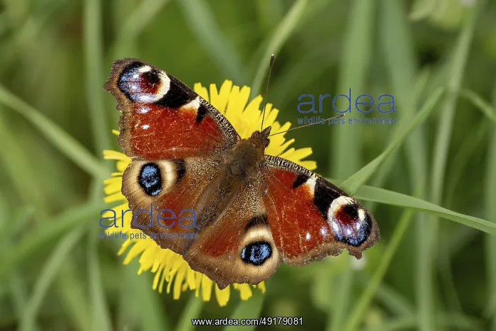 : Butterfly Aglais on yellow dandelion flower : Butterfly Aglais on yellow dandelion flower