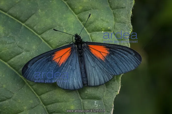  : butterfly (Altinote ozoneme) Heliconiinae, Tatama