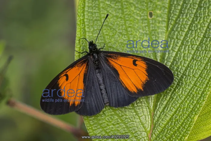  : butterfly (Altinote stratonice) Heliconiinae, Tatama
