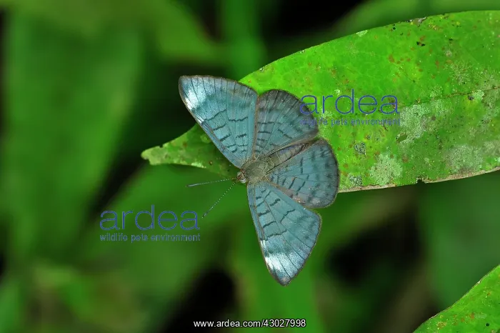 : butterfly, Aurimna Emesis, Riodinidae, Rio Claro : butterfly, Aurimna Emesis, Riodinidae, Rio Claro