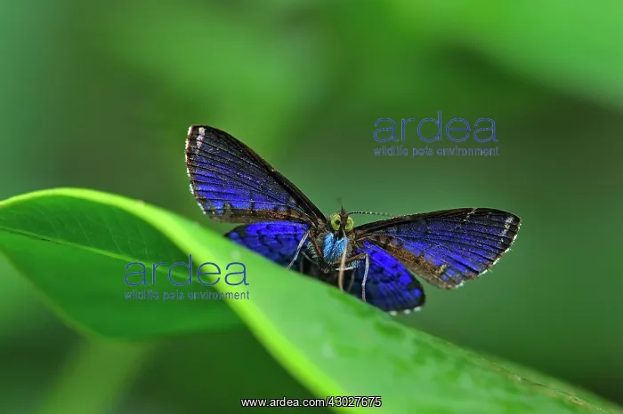 : butterfly, Aymaran Metalmark, Riodinidae, underside : butterfly, Aymaran Metalmark, Riodinidae, underside