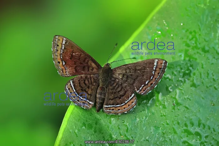 : butterfly, Aymaran Metalmark, Riodinidae, Rio Claro : butterfly, Aymaran Metalmark, Riodinidae, Rio Claro