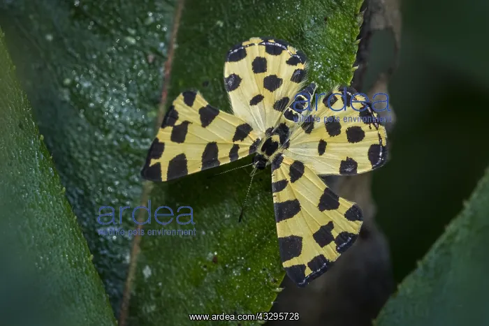 : butterfly (Baeotis macularia) Riodinidae, Tatama : butterfly (Baeotis macularia) Riodinidae, Tatama