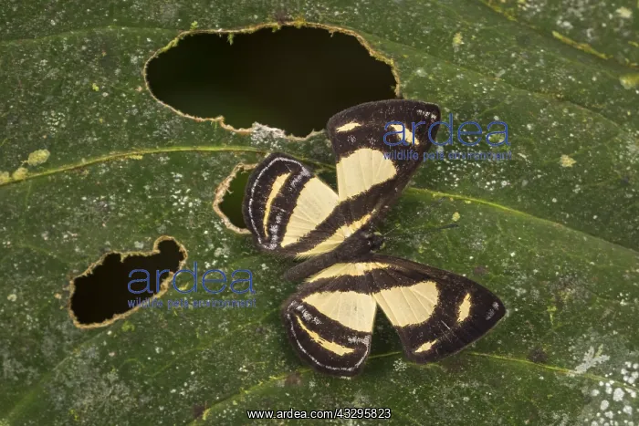 : butterfly (Baeotis nesaea) Riodinidae, Tatama National : butterfly (Baeotis nesaea) Riodinidae, Tatama National