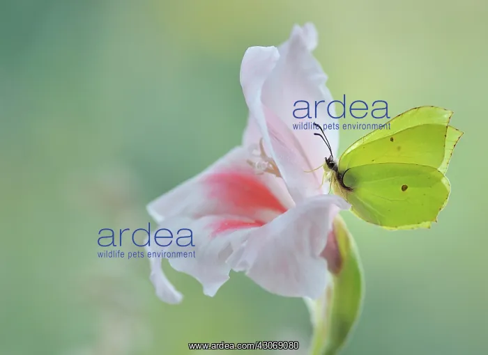  : Butterfly, Brimstone