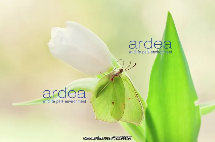  : Butterfly, Brimstone