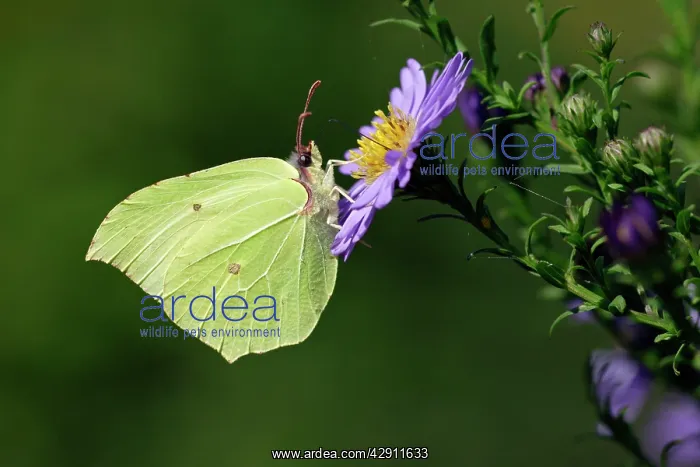 : Butterfly, Brimstone - on Aster blosssom in garden : Butterfly, Brimstone - on Aster blosssom in garden