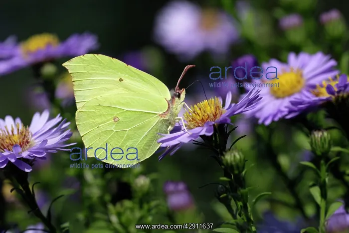 : Butterfly, Brimstone - on Aster blosssom in garden : Butterfly, Brimstone - on Aster blosssom in garden