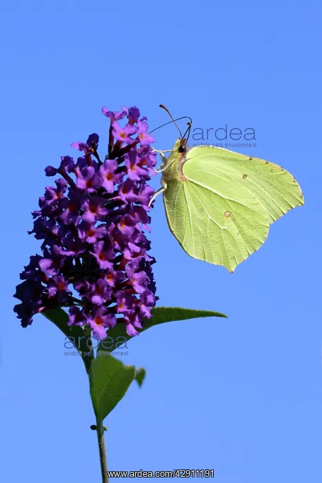 : Butterfly, Brimstone - on Buddleia blosssom in garden : Butterfly, Brimstone - on Buddleia blosssom in garden