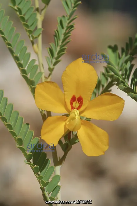 : Butterfly Bush : Butterfly Bush