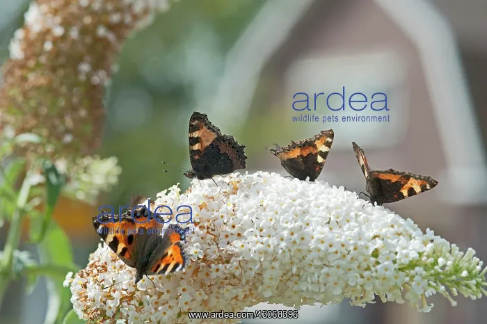 : Butterfly Bush : Butterfly Bush