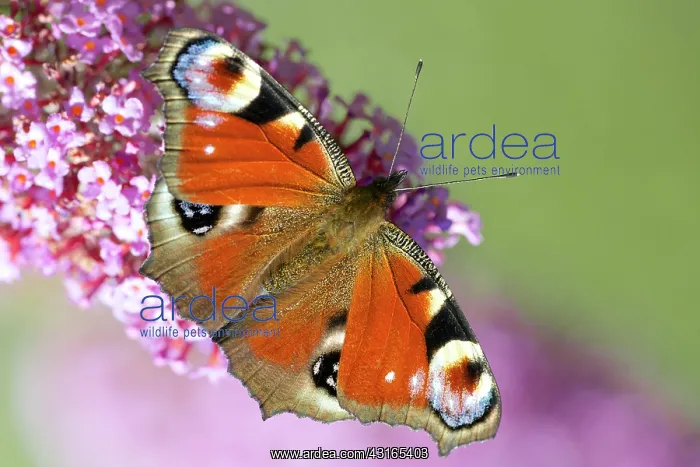 : Butterfly Bush : Butterfly Bush