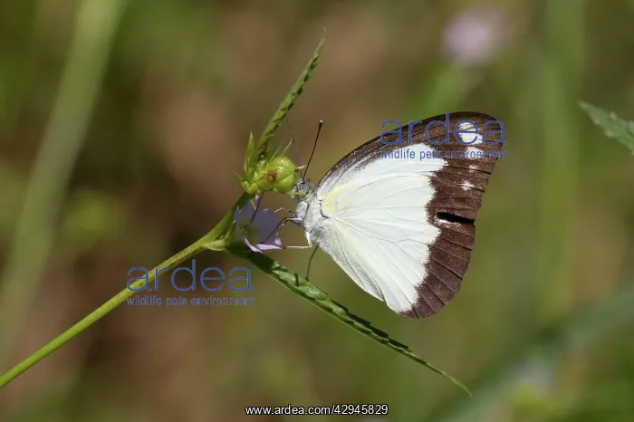 : Butterfly - Caper Gull / Australian Gull : Butterfly - Caper Gull / Australian Gull