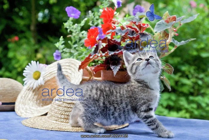 : Butterfly Cat Flower - Alsace : Butterfly Cat Flower - Alsace