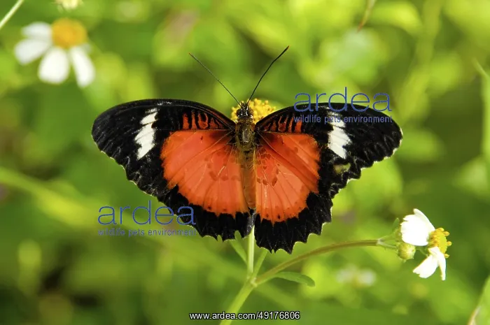 : Butterfly (Cethosia luzonica bohlica) : Butterfly (Cethosia luzonica bohlica)
