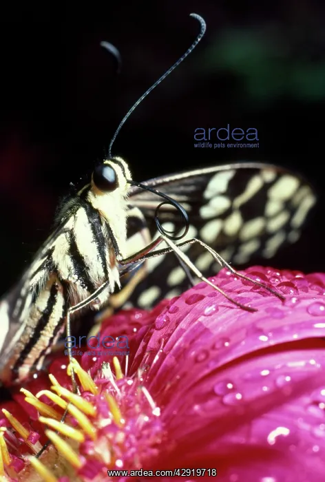  : Butterfly - close-up of tongue  /  proboscis
