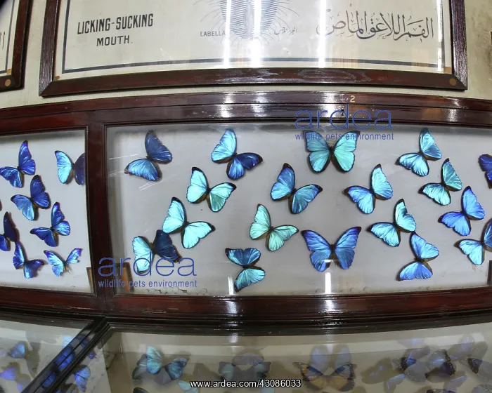 : Butterfly Collection : Butterfly Collection