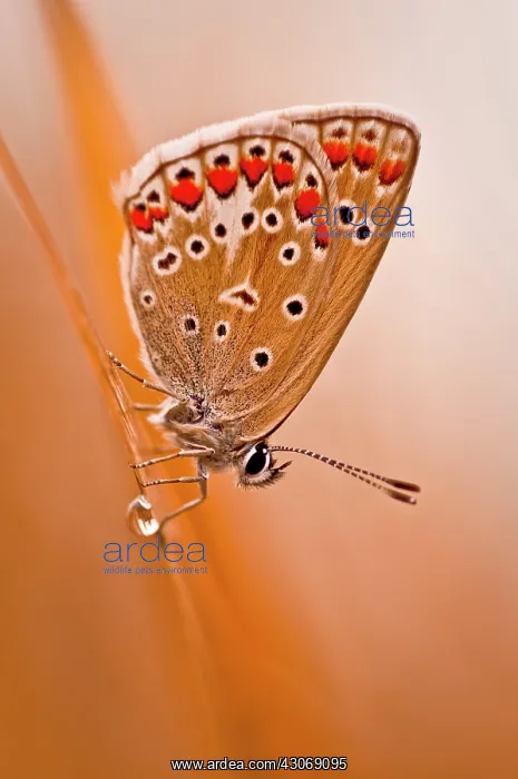 : Butterfly, Common blue : Butterfly, Common blue