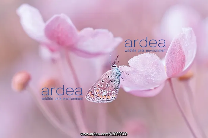 : Butterfly, Common blue : Butterfly, Common blue