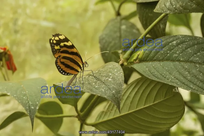 : Butterfly, costarica : Butterfly, costarica
