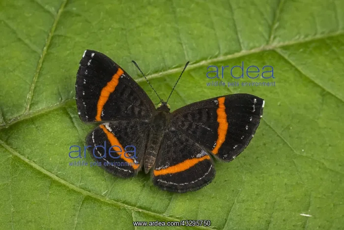 : butterfly (Crocozona coecias) Riodinidae, Santa : butterfly (Crocozona coecias) Riodinidae, Santa