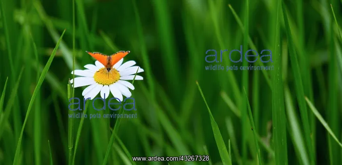 : Butterfly on Daisy, Alpine Flora, Col de la Cayolle : Butterfly on Daisy, Alpine Flora, Col de la Cayolle