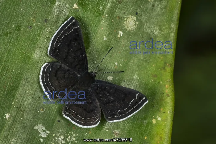 : butterfly (Detritivora sp.) Riodinidae, Tatama National : butterfly (Detritivora sp.) Riodinidae, Tatama National