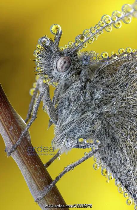: Butterfly with drops of dew on the head and body : Butterfly with drops of dew on the head and body