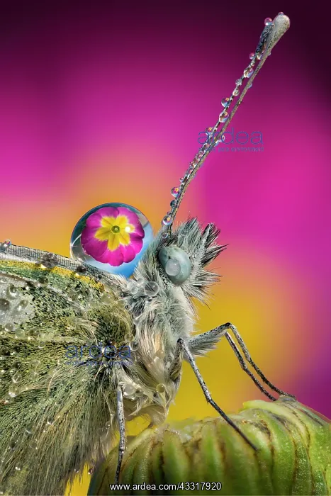 : Butterfly with drops of rain on the head and bod : Butterfly with drops of rain on the head and bod