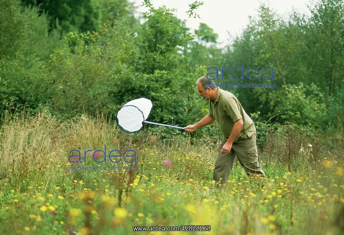 : Butterfly - Entomologist with net catching butterflies : Butterfly - Entomologist with net catching butterflies