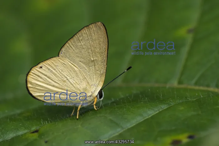: butterfly (Euselasia bettina) Riodinidae, Tatama : butterfly (Euselasia bettina) Riodinidae, Tatama