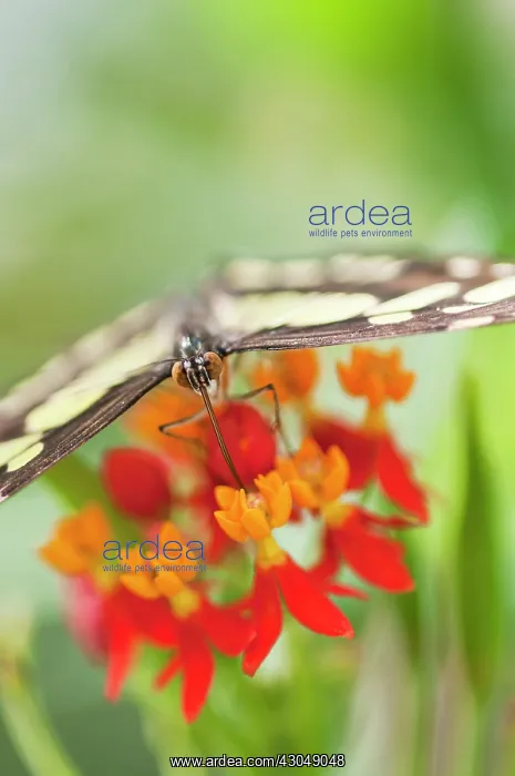 : Butterfly feeding on Bloodflower : Butterfly feeding on Bloodflower