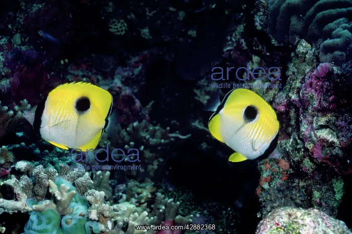 : Butterfly Fish : Butterfly Fish