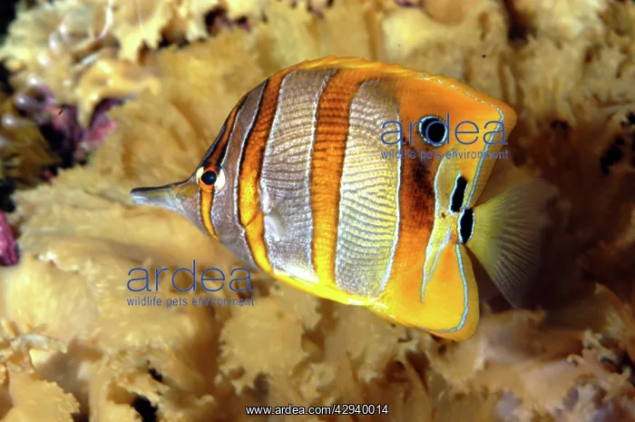: Butterfly fish / Beaked coral fish : Butterfly fish / Beaked coral fish