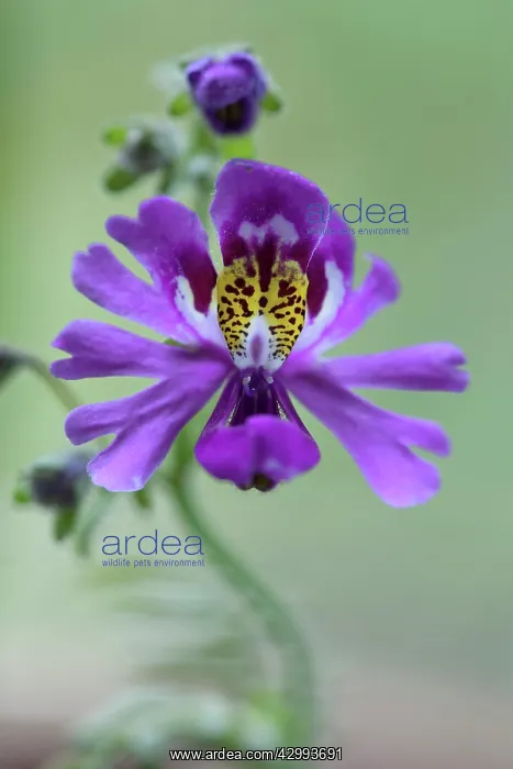 : Butterfly Flower : Butterfly Flower