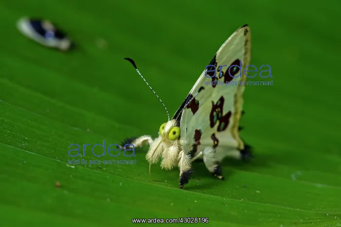 : butterfly, Formosus Jewelmark, Riodinidae, Rio Claro : butterfly, Formosus Jewelmark, Riodinidae, Rio Claro