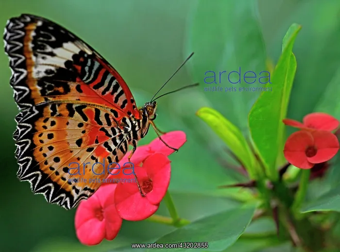 : Butterfly Garden Tropical Butterfly Cethosia hypsea : Butterfly Garden Tropical Butterfly Cethosia hypsea