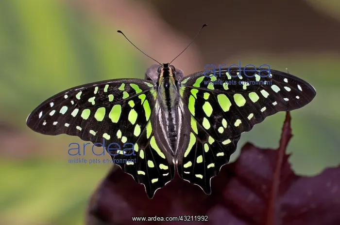 : Butterfly, Graphium agamemnun, Thailand, , Asia Kao : Butterfly, Graphium agamemnun, Thailand, , Asia Kao