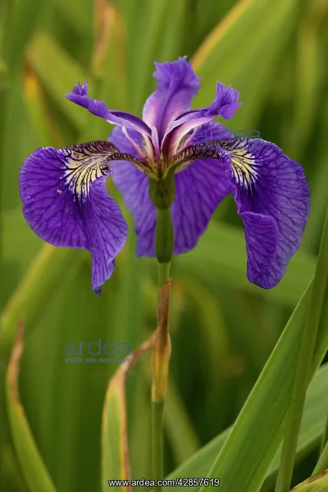  : Butterfly iris