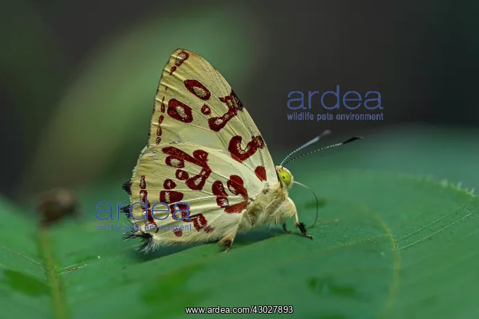: butterfly, Kupris Jewelmark, Riodinidae, Rio Claro : butterfly, Kupris Jewelmark, Riodinidae, Rio Claro