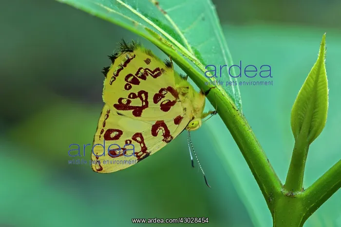 : butterfly, Kupris Jewelmark, Riodinidae, Rio Claro : butterfly, Kupris Jewelmark, Riodinidae, Rio Claro