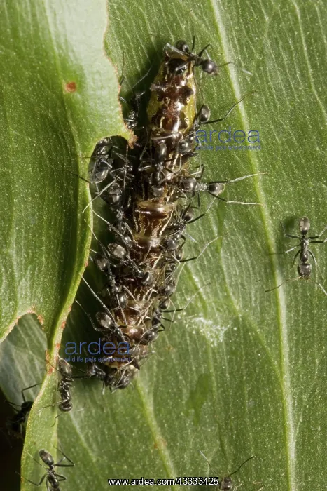 : Butterfly larva tended by ants : Butterfly larva tended by ants